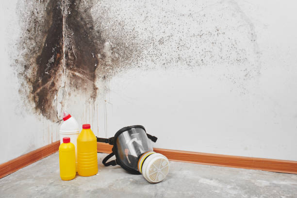Best Certified Mold Removal  in Mayer, AZ