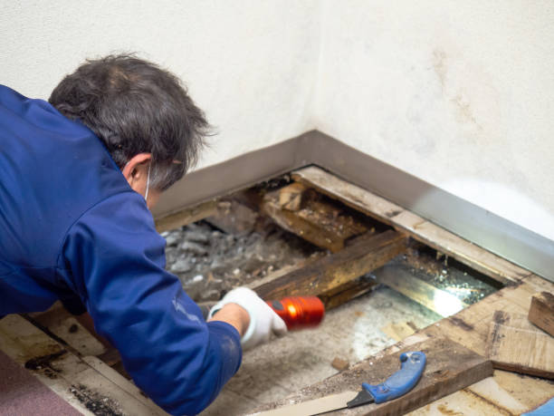Reliable Mayer, AZ Mold Removal Solutions
