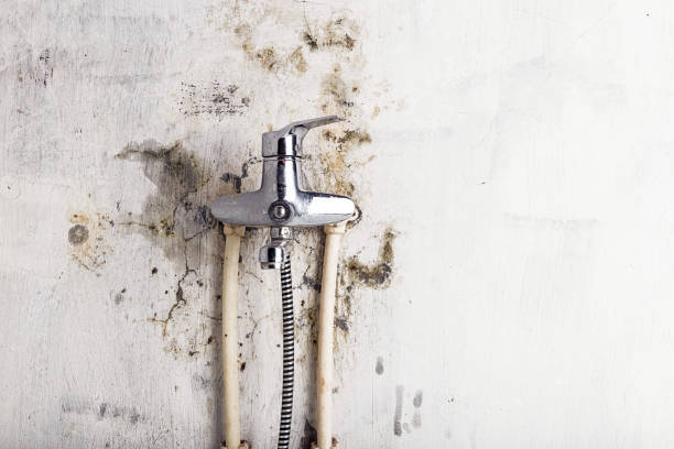 Office Mold Removal Services in Mayer, AZ