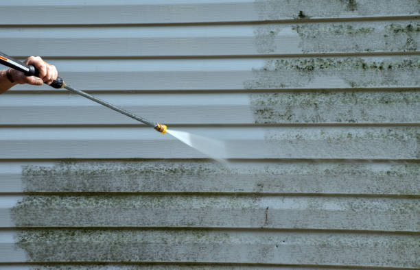 Best Home Mold Removal  in Mayer, AZ