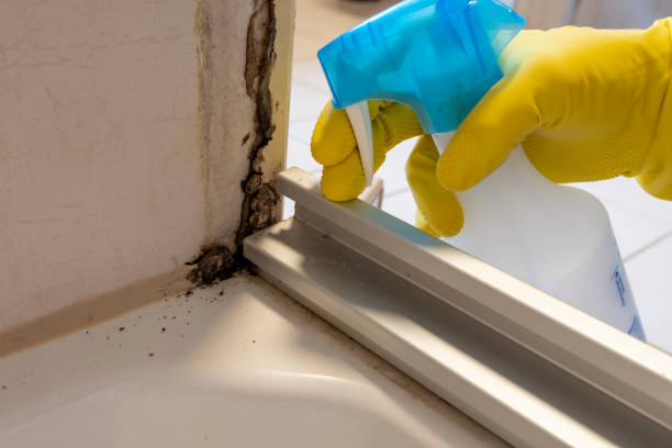 Best Professional Mold Removal  in Mayer, AZ