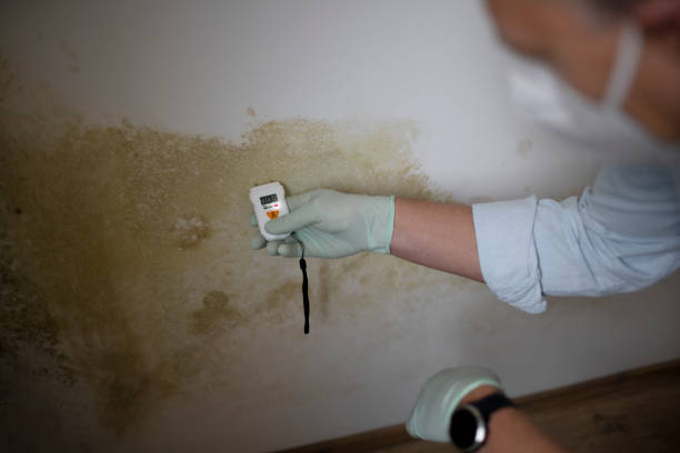 Best Residential Mold Removal  in Mayer, AZ