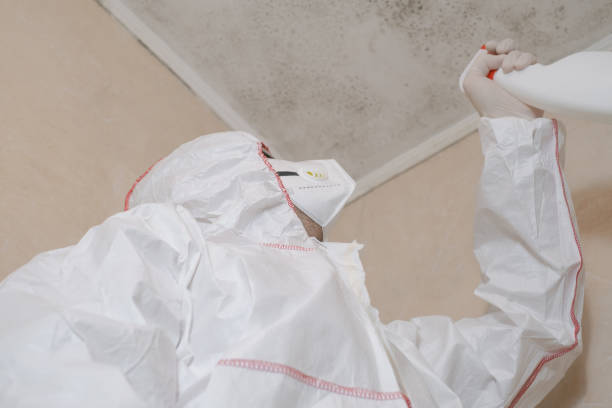 Best Emergency Mold Removal  in Mayer, AZ