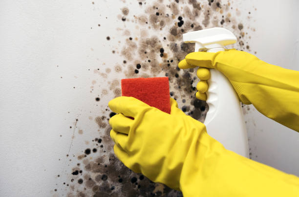 Best Mold Remediation  in Mayer, AZ