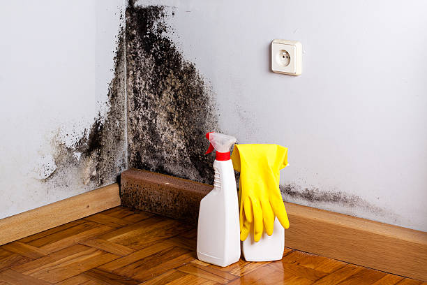 Best Fast Mold Removal  in Mayer, AZ
