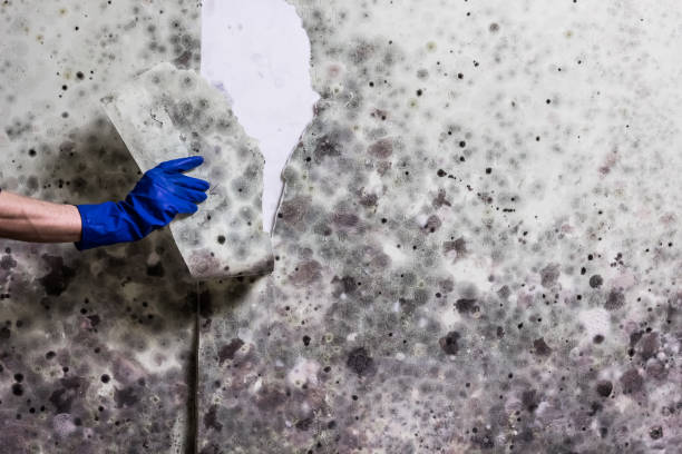 Best Emergency Mold Removal  in Mayer, AZ