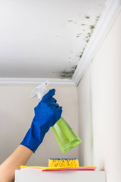 Best Toxic Mold Removal  in Mayer, AZ
