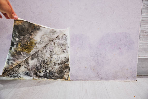Best Home Mold Removal  in Mayer, AZ